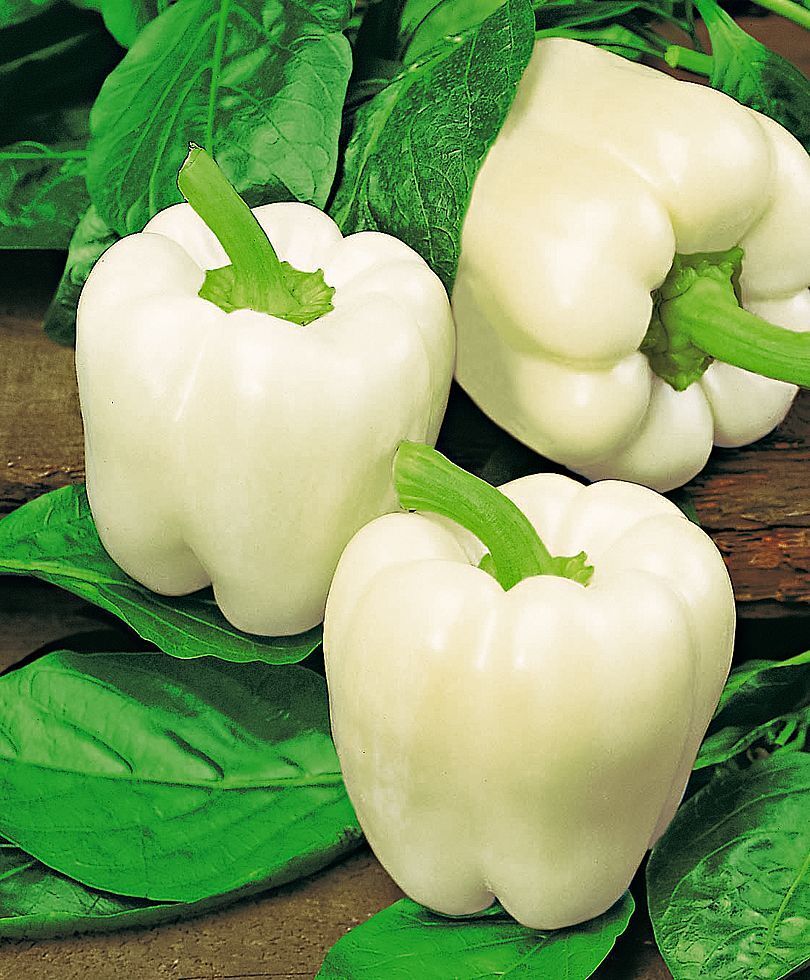25 Sweet Bell Peppers Seeds | Garden Fresh Healthy Planting