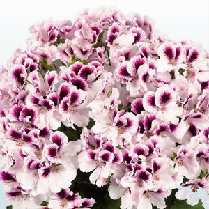 5 Hydrangea Plants Flowers Home Plant perennial Viburnum Seeds - Seed World