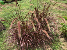 100 Purple Fountain Grass - Pennisetum Setaceum Seeds - Seed World