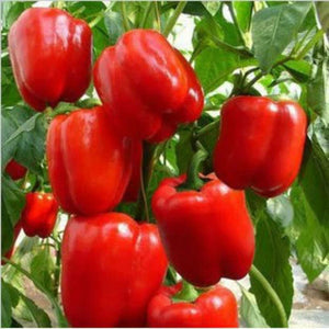 30 Sweet Bell Pepper White-Red Giant Seeds