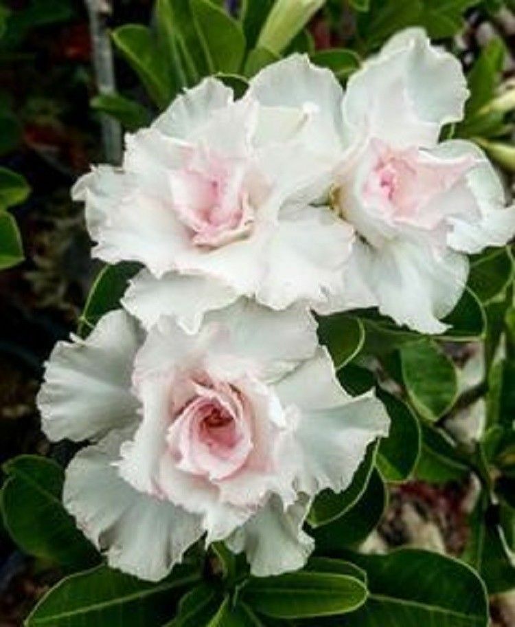 4 Desert Rose Adenium Obesum flower Seeds