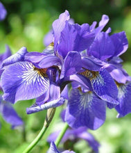 20 Iris Flower Seeds - Seed World