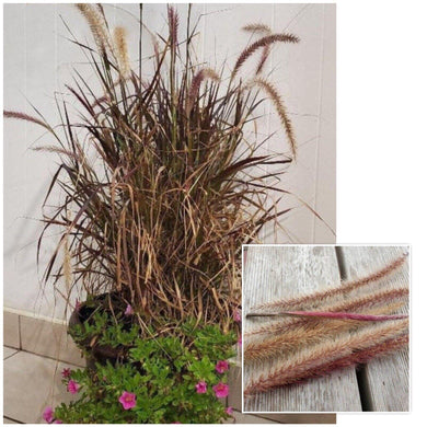 100 Purple Fountain Grass - Pennisetum Setaceum Seeds - Seed World