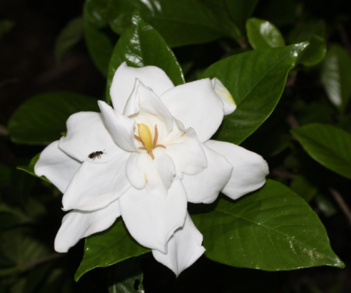150 Gardenia Jasminoides Seeds