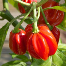 40+ Red Scotch Bonnet Pepper Seeds | Fresh Heirloom Non-GMO Garden Seeds USA - Seed World