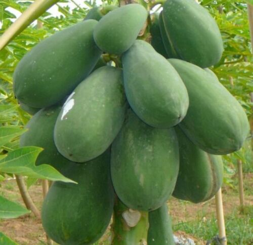 30 Papaya Seeds