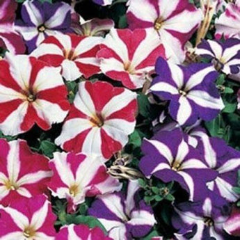 100 Petunia Multiflora Star Mix Seeds - Seed World