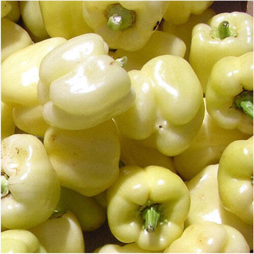 25 SEEDS Blue Bell Peppers Sweet Garden Fresh Healthy Planting