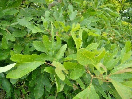 Sassafras - Sassafras Albidum Tree Seeds - Seed World
