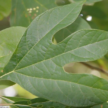 Sassafras - Sassafras Albidum Tree Seeds - Seed World