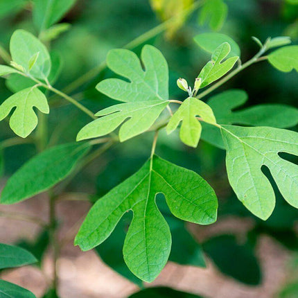 Sassafras - Sassafras Albidum Tree Seeds - Seed World