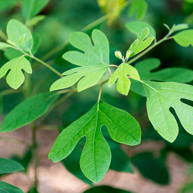 Sassafras - Sassafras Albidum Tree Seeds - Seed World