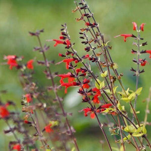 Scarlet Sage Flower Seeds - 1 Gram - Seed World