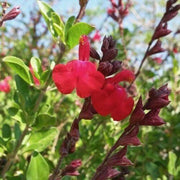 Scarlet Sage Flower Seeds - 1 Gram - Seed World