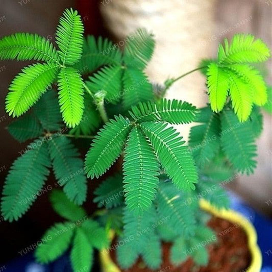 Close-up of partially folded Mimosa pudica leaves on a dark background