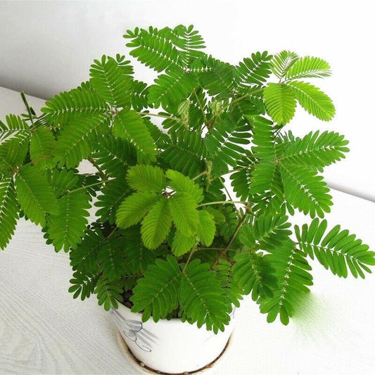 Top view of a lush green Mimosa pudica in a round white pot