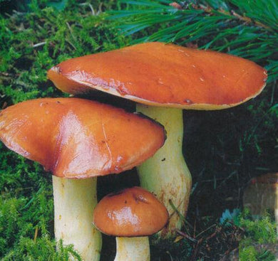 Slippery Jack | Sticky Bun Mushroom Dry Mycelium on Dry Seeds - Seed World
