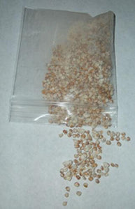 Slippery Jack | Sticky Bun Mushroom Dry Mycelium on Dry Seeds - Seed World