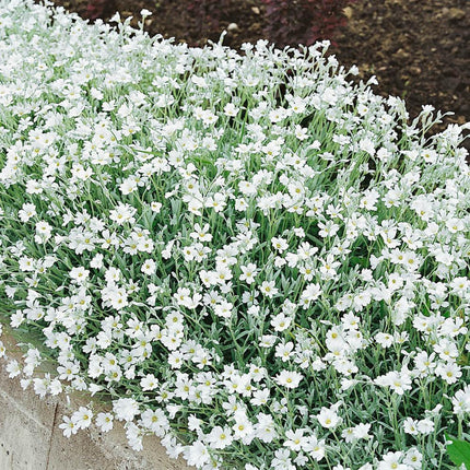 Snow in Summer Seeds - Seed World