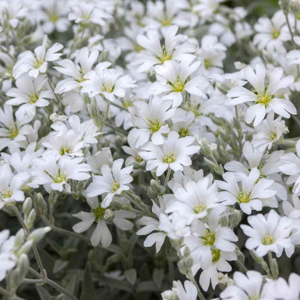 Snow in Summer Seeds - Seed World