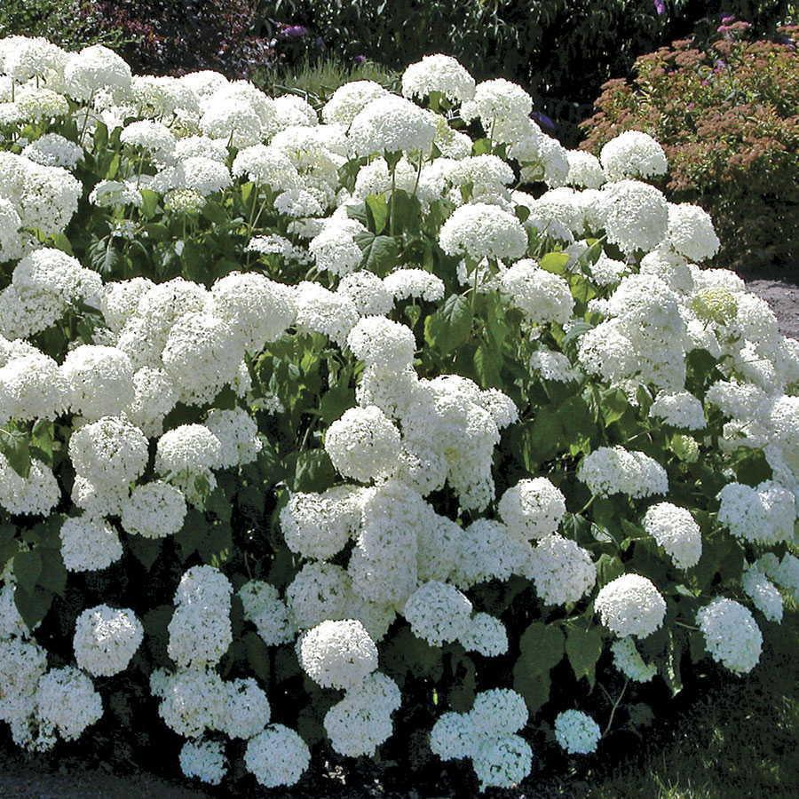 Close-up of Viburnum opulus flower balls in spring