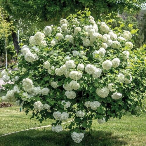 	Old Fashioned Snowball Viburnum in full bloom with white flower clusters