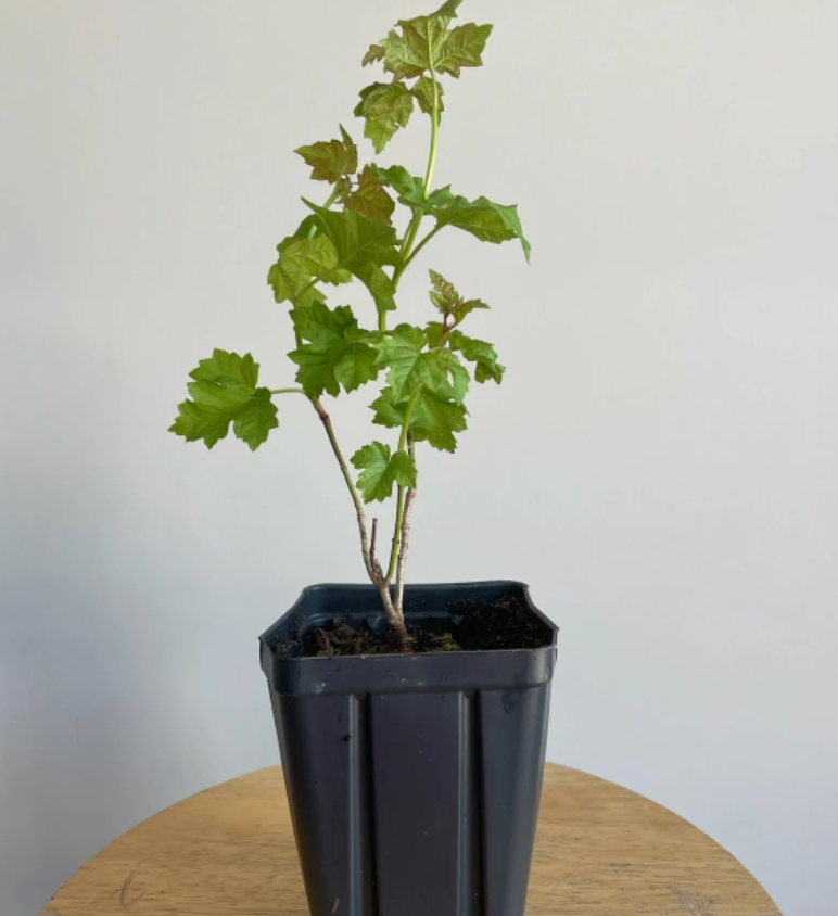 Live Snowball Viburnum shrub in nursery pot ready for shipping