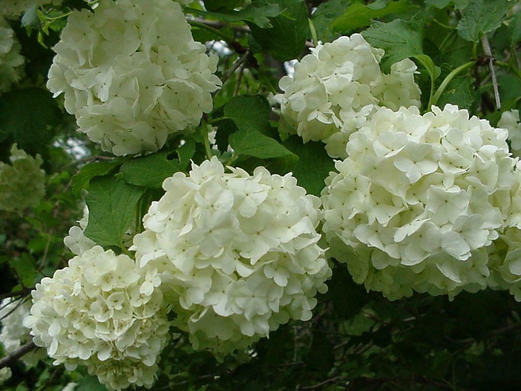 	Side view of blooming Snowball Viburnum bush in garden
