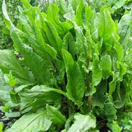 Sorrel - Rumex Acetosa Seeds - Seed World