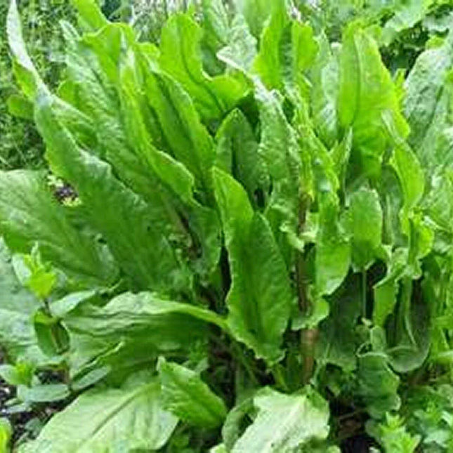 Sorrel - Rumex Acetosa Seeds - Seed World