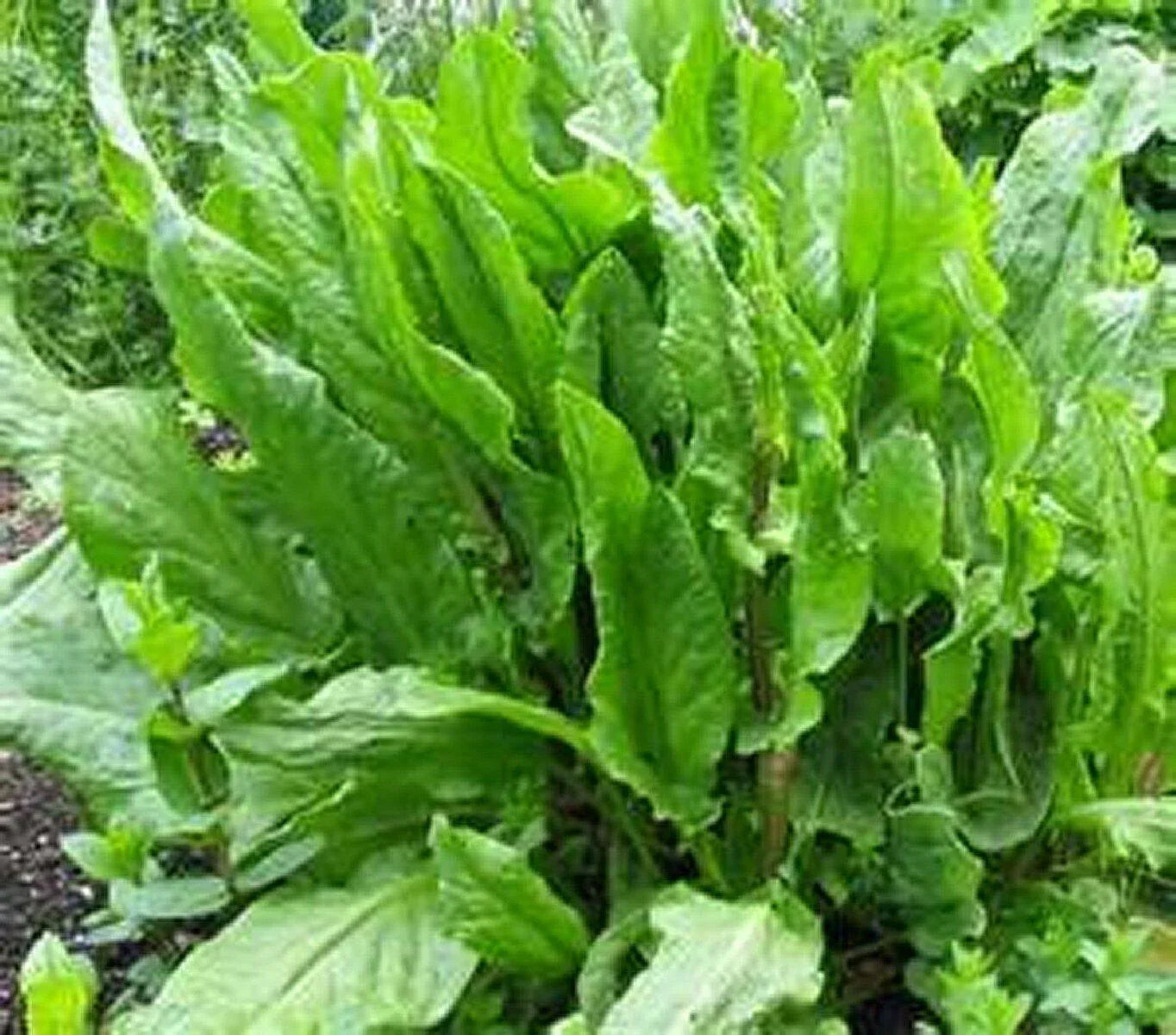 Sorrel - Rumex Acetosa Seeds - Seed World