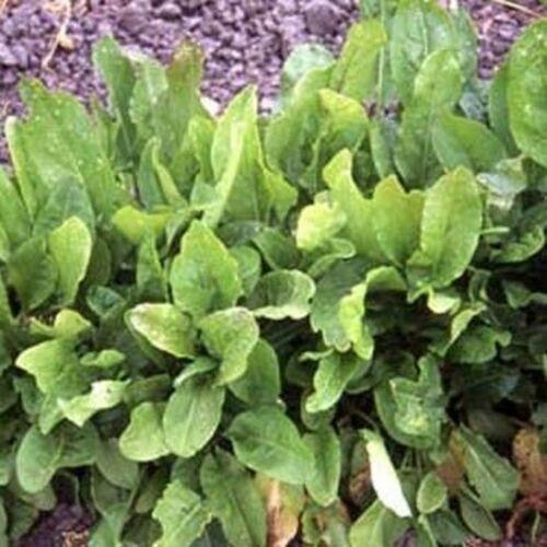 Sorrel - Rumex Acetosa Seeds - Seed World