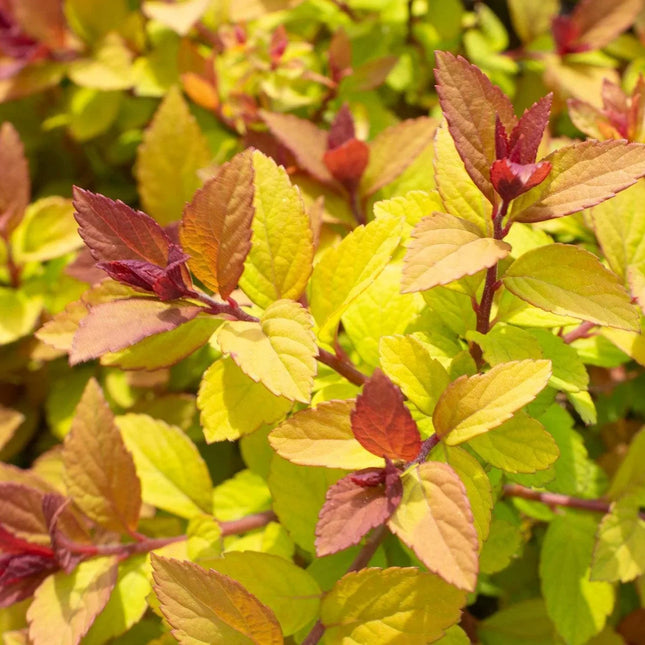 Spiraea Japonica Starter Plant - Approx 5-7 Inch - Seed World