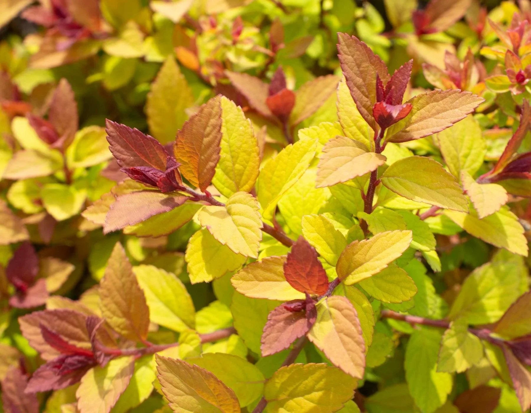 Spiraea Japonica Starter Plant - Approx 5-7 Inch - Seed World