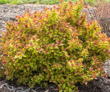 Spiraea Japonica Starter Plant - Approx 5-7 Inch - Seed World