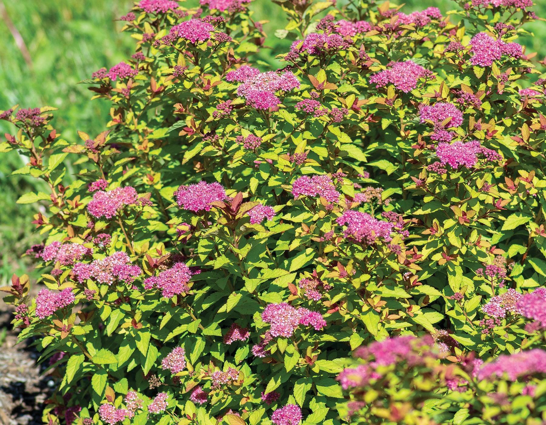Spiraea Japonica Starter Plant - Approx 5-7 Inch - Seed World