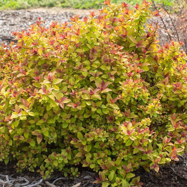 Spiraea Japonica Starter Plant - Approx 5-7 Inch - Seed World