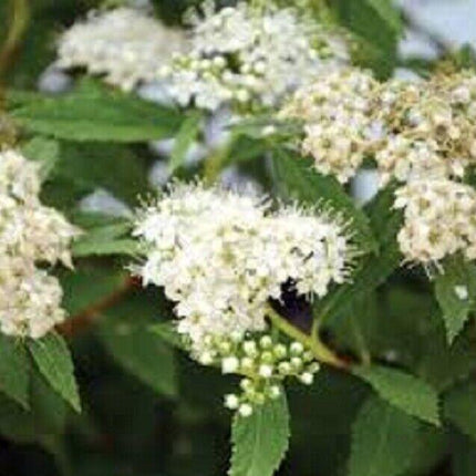 Spiraea Japonica Starter Plant - Approx 5-7 Inch - Seed World