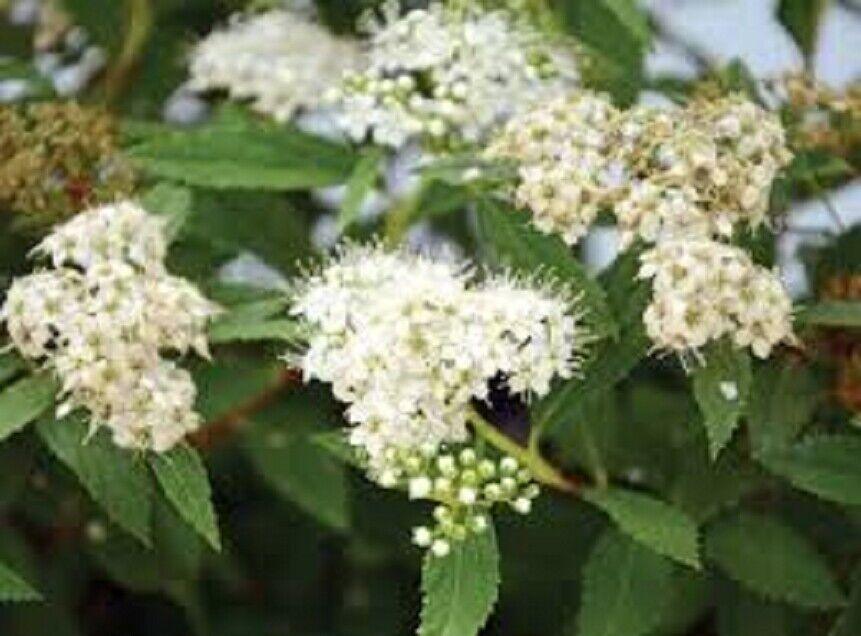 Spiraea Japonica Starter Plant - Approx 5-7 Inch - Seed World
