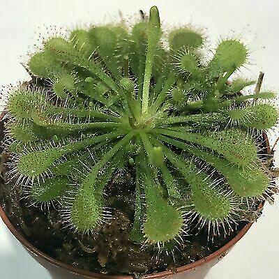 Spoonleaf Sundew Carnivorous Live Plant - Seed World