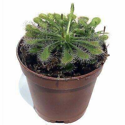 Spoonleaf Sundew Carnivorous Live Plant - Seed World