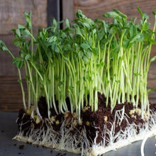 Sprouting Green Pea Seeds - Seed World