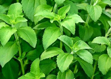 Stevia Herb Plants Seeds - Seed World