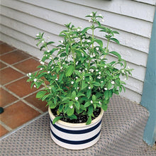 Stevia Herb Plants Seeds - Seed World
