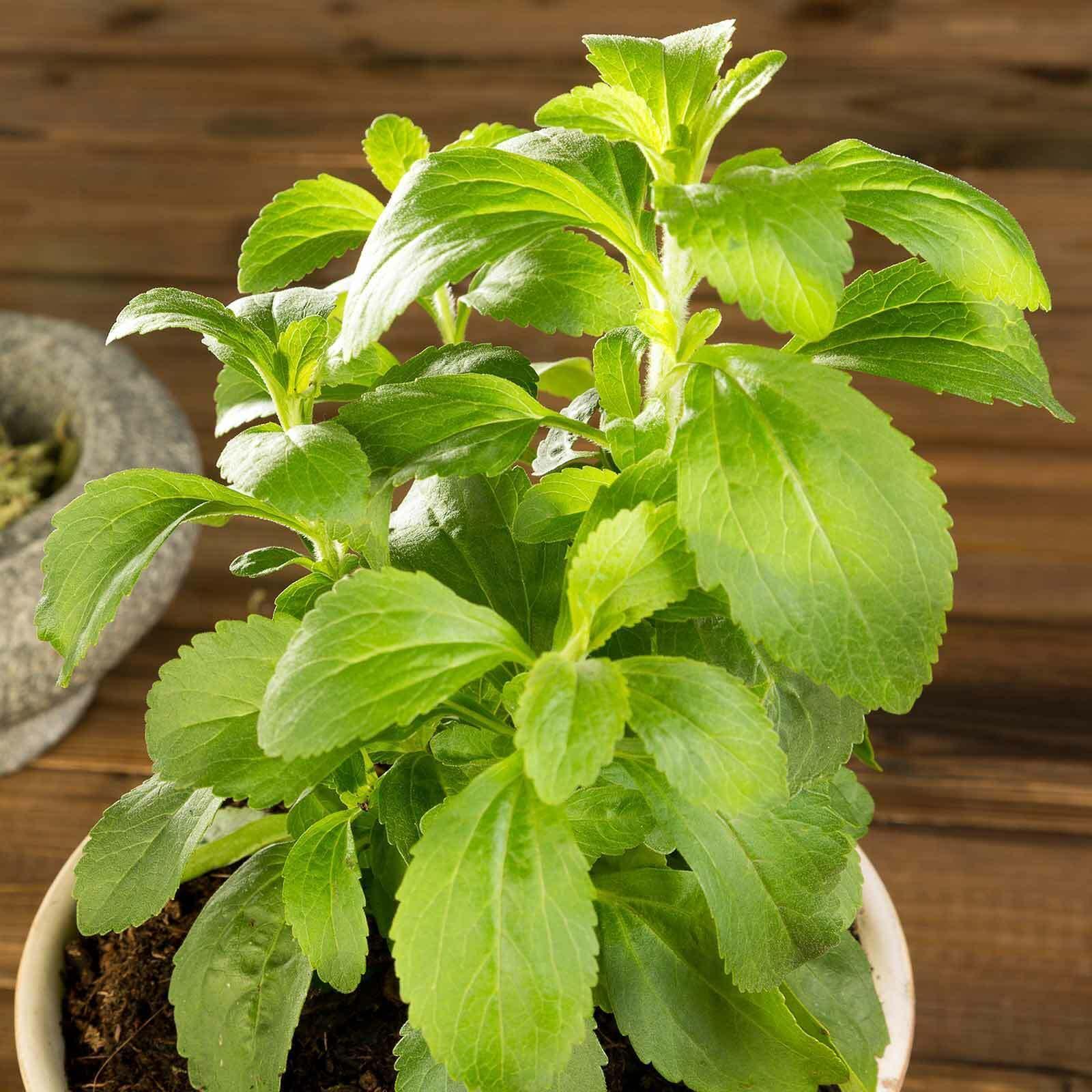 Stevia Herb Plants Seeds - Seed World