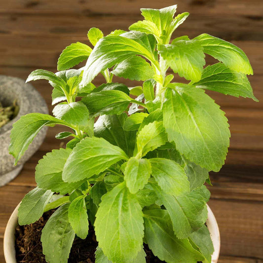 Stevia Herb Plants Seeds - Seed World