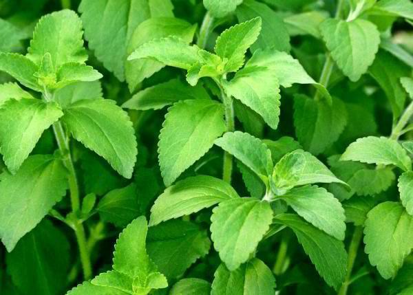 Stevia Herb Plants Seeds - Seed World