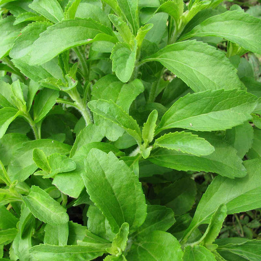 Stevia Herb Plants Seeds - Seed World