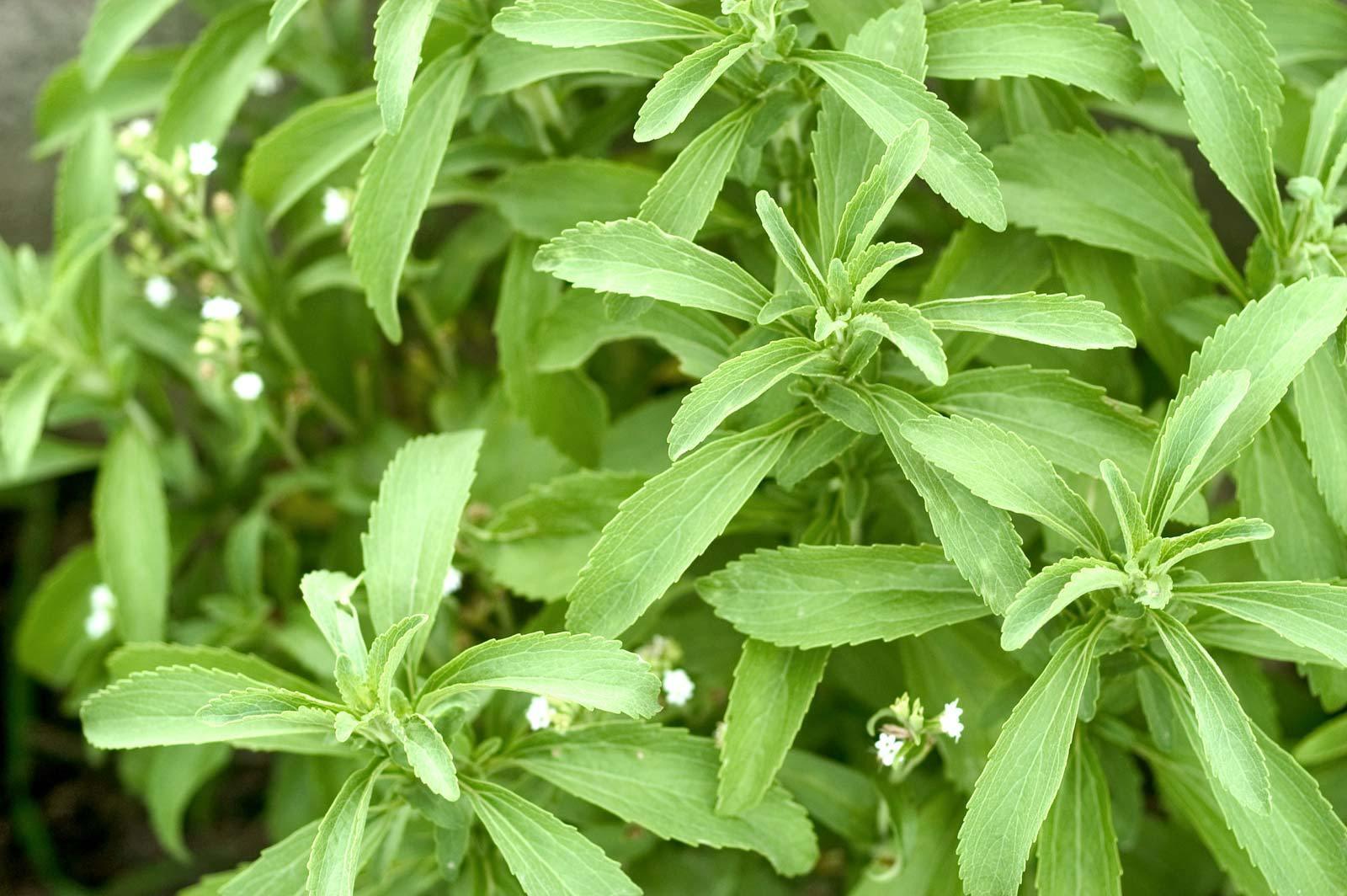 Stevia Herb Plants Seeds - Seed World
