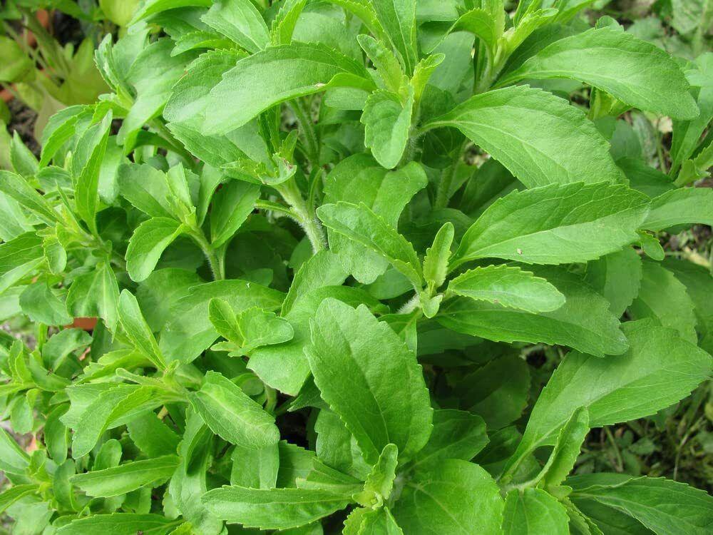 Stevia Herb Plants Seeds - Seed World